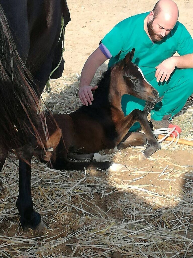 Hippiatric care - Ιππιατρικές υπηρεσίες